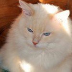 Profile Picture of Renata Mestichelli (@renatamestichelli) on Instagram