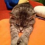 Profile Picture of Kerstin Neumann (@neumann.kerstintrixiekatze) on Instagram