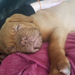 Profile Picture of dixiemoore (@dixiemoore2) on Instagram
