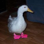 Profile Picture of brian (SNAKES AFFILIATE) (@brian_gerstel) on Instagram