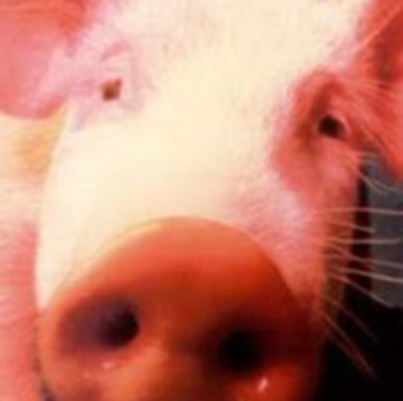 Profile Picture of Michaela Vandenbrouck (@michaelavand893) on Poshmark