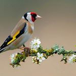 Profile Picture of پرده سرای حریر (@pardeh_harir_gargar) on Instagram