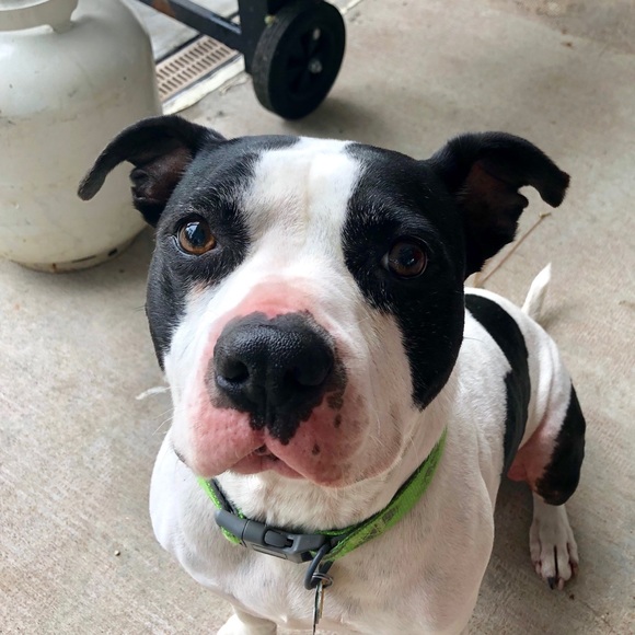 Profile Picture of Daniel Des bordes (@dcd20car) on Poshmark