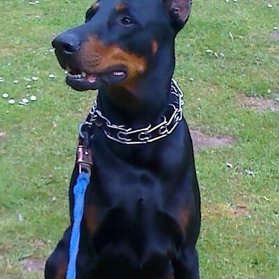 Volker David - Twitter Profile Picture of Volker David (@volker_david) on Twitter