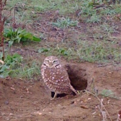 Profile Picture of Donna Korones (@dak565) on Twitter