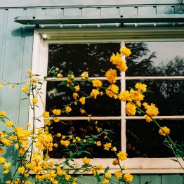 Profile Picture of Luisa Sepúlveda (@LupeDaves) on Twitter