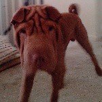 Profile Picture of teddy (@teddy_sharpei) on Instagram