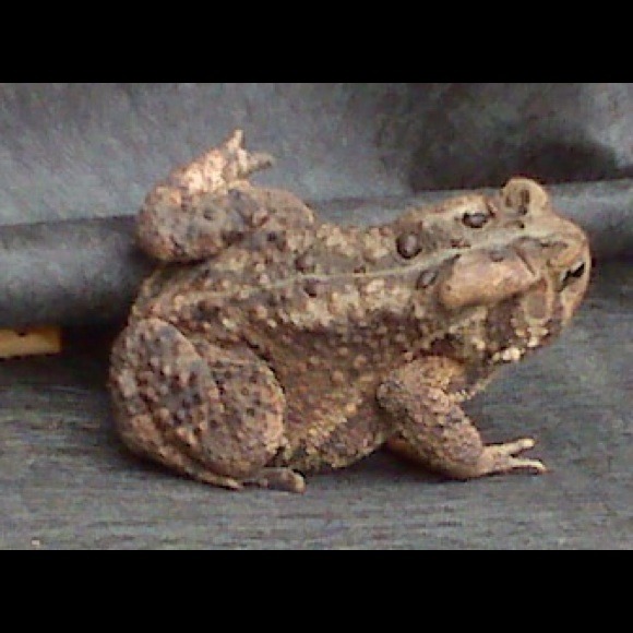 Profile Picture of Stacey Fitzsimmons (@staycfitz) on Poshmark