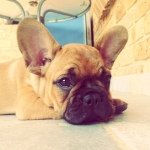 Profile Picture of Archibald the French Bulldog (@archie_the_frenchie) on Instagram