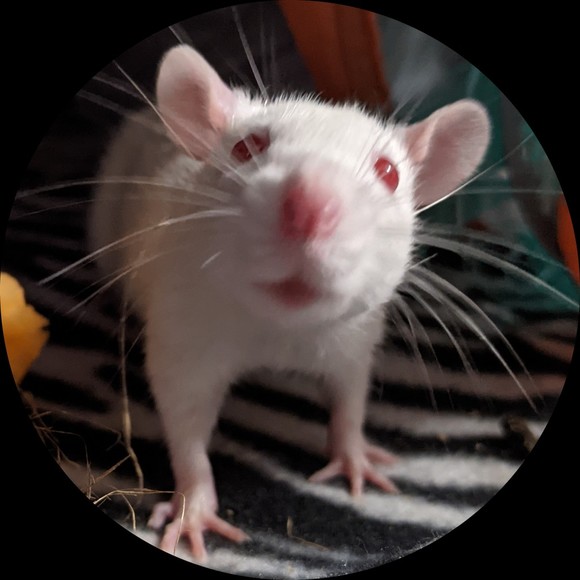 Profile Picture of Alex Rackley (@pooka55) on Poshmark