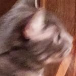 Profile Picture of kenzie mclellan (@kenziemclellan) on Instagram