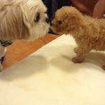 Profile Picture of Milo._.Jake (@milo._.jake) on Instagram