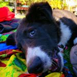 Profile Picture of amber 🐶 (@amber.bordercollie) on Instagram