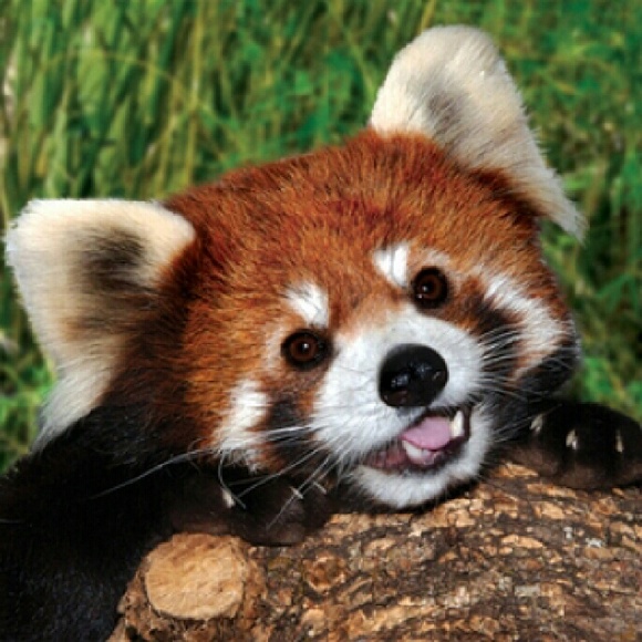 Profile Picture of Rachel Neetz (@neetz17) on Poshmark