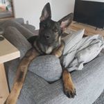 Profile Picture of Ray Fang (@rayandtruman) on Instagram