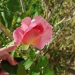 Profile Picture of Tammy Gable (@gabletammy) on Instagram