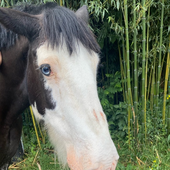 Profile Picture of Sianna Selvage (@sselvage) on Poshmark