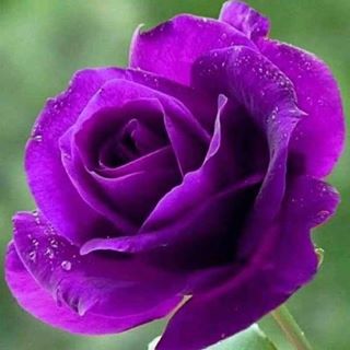 Profile Picture of Rajiyasulthana Patha (@rajiyasulthana.patha) on Facebook