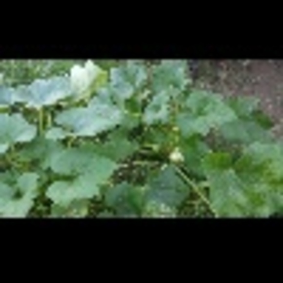 Profile Picture of John L (@dingaling) on Poshmark