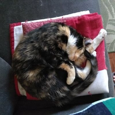 Profile Picture of Nick Spacek (@nuthousepunks) on Twitter