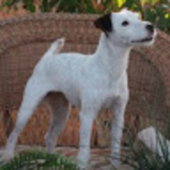 Profile Picture of Robbin Grabowski (@jrtresq) on Poshmark