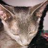 Profile Picture of Angelo Samuel (@@angelo_samuel) on Tiktok