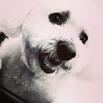 Profile Picture of Eamonn Burke (@tony_to_3332111112_www3_wa2_th) on Instagram