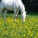 Profile Picture of Clare Gailey (@claregailey) on Pinterest