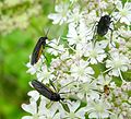 Profile Picture of Sciaridae - Wikipediaon Wikipedia