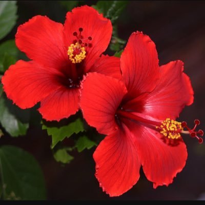 Profile Picture of Christina Fiorentino (@ChrisL_32) on Twitter