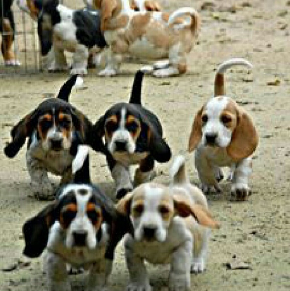 Profile Picture of Carolyn Burlage (@punkin_spice) on Poshmark