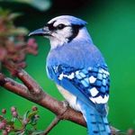 Profile Picture of Aryan Patel Ambach (@aryanpatelambach) on Instagram