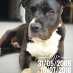 Profile Picture of David Van den Heuvel (@davidvdh1977) on Instagram