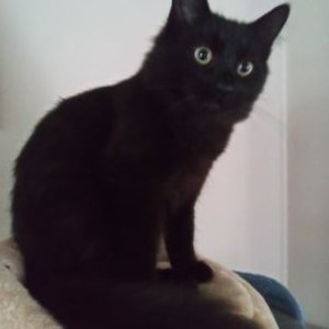 Profile Picture of Cathy Pipes (@mamawcat) on Twitter