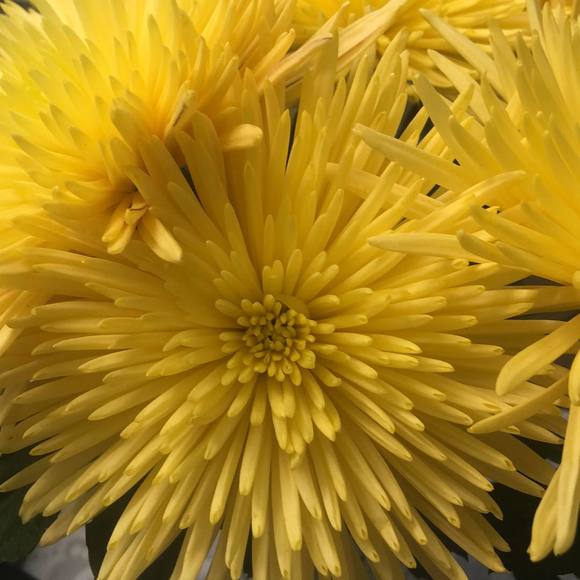 Profile Picture of Tsomo B (@tsomo_tsomo) on Poshmark