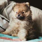 Profile Picture of Jake & Barry (@jakethewulf) on Instagram