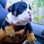 Profile Picture of JD Stark (@jd_justdog_) on Instagram