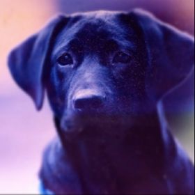 Profile Picture of Hideaki Ohkuma (@kumapho) on Pinterest