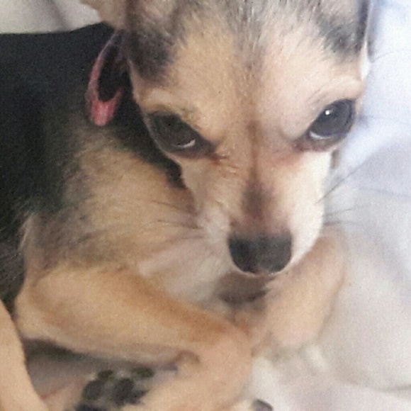 Profile Picture of Gisselle Rodriguez (@gtomato123) on Poshmark