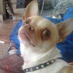 Profile Picture of Michael swindell (@coyote_of_chaos_) on Instagram
