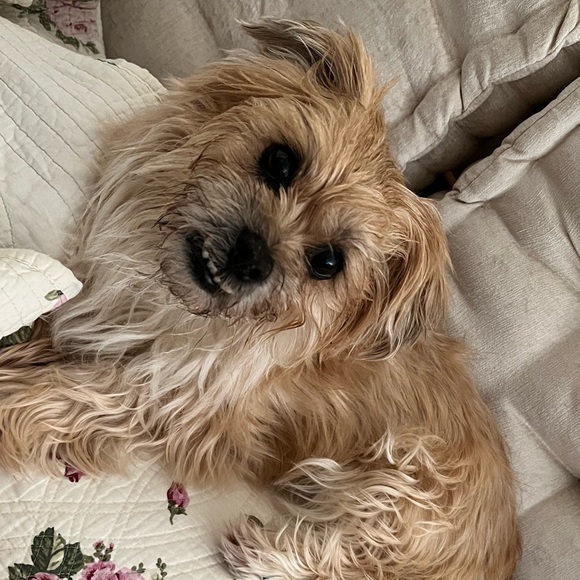 Shalini Lekhraj - Poshmark Profile Picture of Shalini Lekhraj (@slekhraj) on Poshmark