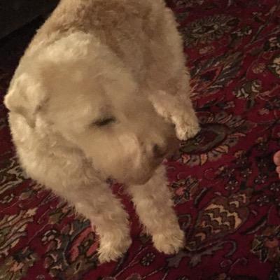 Profile Picture of Josh Hertz (@JoshHertz3) on Twitter