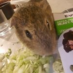 Profile Picture of Kevin Trahan (@kevintrahan) on Instagram