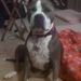Profile Picture of Alison Morris (@alisonmorris33) on Pinterest
