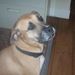 Profile Picture of Janet Wiltshire (@jwiltshire) on Pinterest