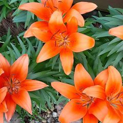 Profile Picture of tammystauffer858 (@tammystauffer858) on Tiktok