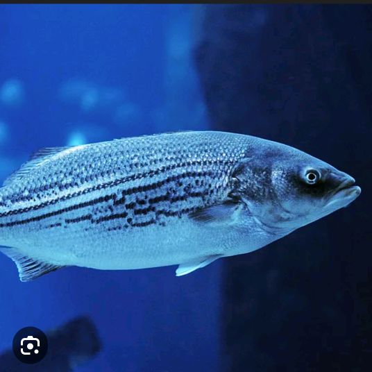 Profile Picture of Sonia Gauthier (@sonia.gauthier) on Tiktok