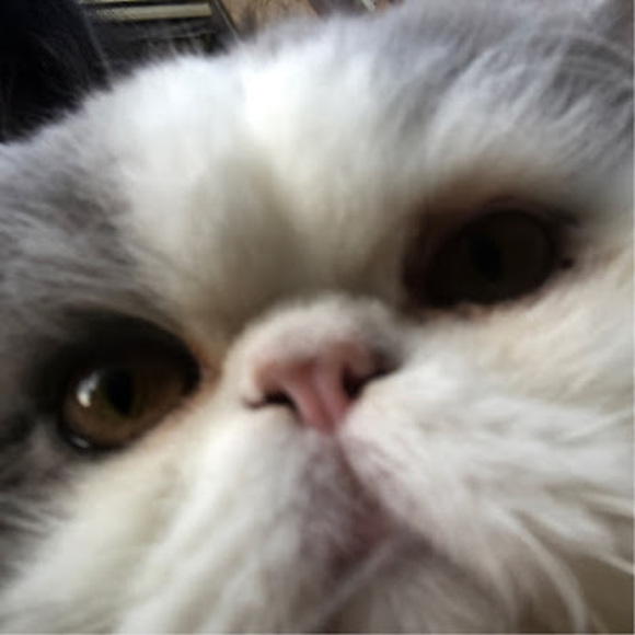 Profile Picture of Iris Lu (@deeriris) on Poshmark