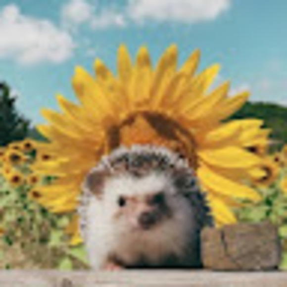 Profile Picture of Sophie Keller (@sophiekatkeller) on Poshmark