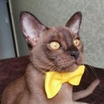 Profile Picture of Caesar (@shaman_1302) on Instagram